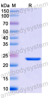 Recombinant Human RAB9A Protein, N-His