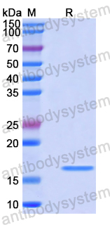 Recombinant Human FABP6 Protein, N-His