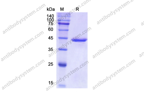 Recombinant Human RORC/NR1F3/RORgT Protein, N-His-SUMO