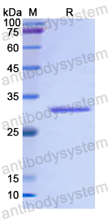 Recombinant Human BLK Protein, N-His