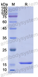 Recombinant Human INSL3 Protein, N-His