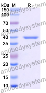 Recombinant Human INSL3 Protein, N-GST & C-His