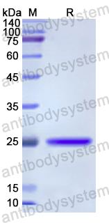 Recombinant Human TPMT Protein, N-His