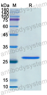 Recombinant Human BRCA2 Protein, N-His