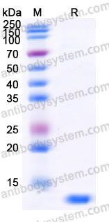 Recombinant Human CCL11/Eotaxin Protein, Tag free