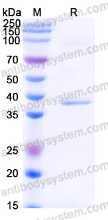 Recombinant Human STAT5B Protein, C-His