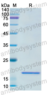 Recombinant Human APLP1 Protein, N-His