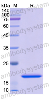 Recombinant Human VAMP7 Protein, N-His