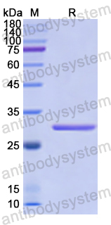 Recombinant Human BMX Protein, N-His