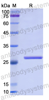 Recombinant Human HDGF Protein, N-His