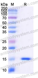 Recombinant Human HDGF Protein, C-His