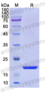Recombinant Human CASP5 Protein, N-His