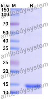Recombinant Human MNAT1 Protein, N-His