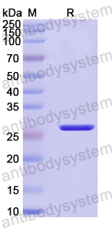 Recombinant Human HNRNPM Protein, N-His