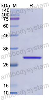 Recombinant Human KPNA2 Protein, N-His