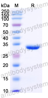 Recombinant Human JAK3 Protein, N-His