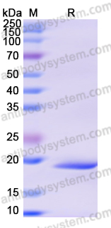 Recombinant Human ARHGDIA Protein, N-His