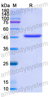 Recombinant Human MSH6 Protein, N-His