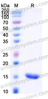 Recombinant Human RIDA Protein, N-His