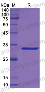 Recombinant Human CAPZA1 Protein, N-His