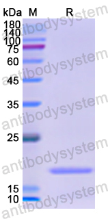 Recombinant Human CEBPG Protein, N-His
