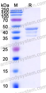 Recombinant Human METAP1 Protein, Tag free