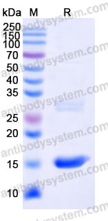 Recombinant Human PLAAT3 Protein, N-His