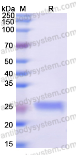 Recombinant Human IST1 Protein, N-His