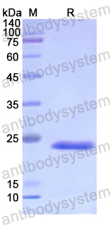 Recombinant Human POLG Protein, N-His