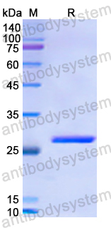 Recombinant Human CRISP3 Protein, N-His