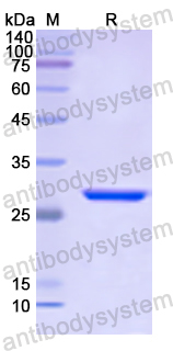 Recombinant Human ATXN1 Protein, N-His
