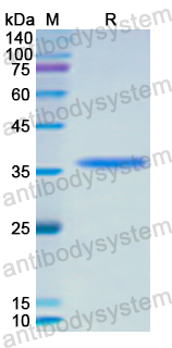 Recombinant Human ATN1 Protein, N-His