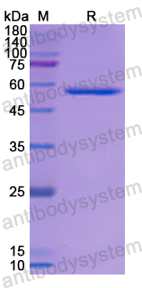 Recombinant Human TERF1 Protein, N-GST
