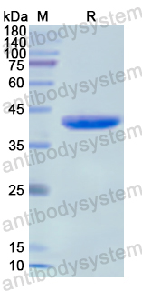 Recombinant Human OAZ1 Protein, N-GST