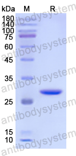 Recombinant Human PRKAG1 Protein, N-His