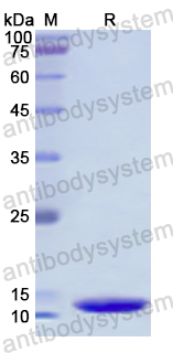 Recombinant Human HSPA2 Protein, N-His