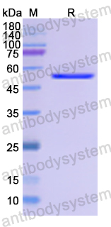 Recombinant Human EPHA4 Protein, N-GST