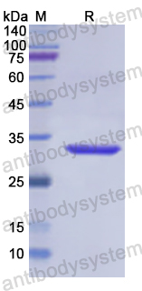 Recombinant Human ARSF Protein, N-His