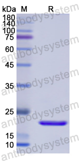 Recombinant Human MFAP2 Protein, N-His