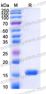 Recombinant Human AIF1/IBA1 Protein, C-His