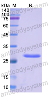 Recombinant Human MFAP4 Protein, N-His