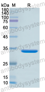 Recombinant Human F2RL1 Protein, N-GST