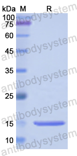 Recombinant Human AQP4 Protein, N-His