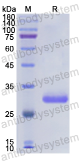 Recombinant Human UCN Protein, N-GST