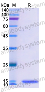 Recombinant Human INHBC Protein, N-His
