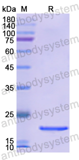 Recombinant Human MANF Protein, N-His