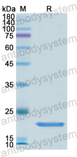 Recombinant Human CASP7 Protein, N-His