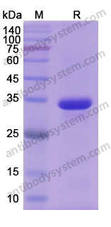Recombinant Human CASP9/Caspase 9 Protein, N-His-SUMO