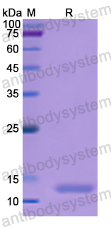 Recombinant Human CASP6 Protein, N-His