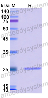 Recombinant Human GP2 Protein, N-His